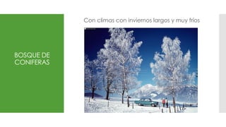 BOSQUE DE
CONIFERAS
Con climas con inviernos largos y muy fríos
 