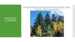 BOSQUE DE
CONIFERAS
En el hemisferio norte predominan los abetos, pinos,
alerces, tujas y el sequoia
 