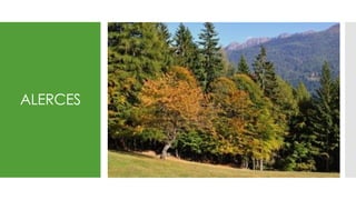 ALERCES
 