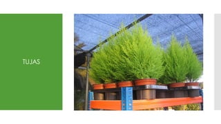TUJAS
 