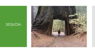 SEQUOIA
 