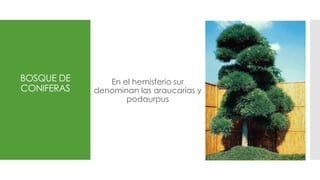 BOSQUE DE
CONIFERAS
En el hemisferio sur
denominan las araucarias y
podaurpus
 