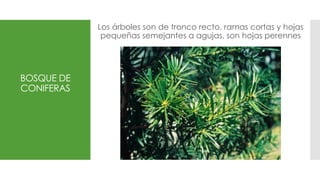 BOSQUE DE
CONIFERAS
Los árboles son de tronco recto, ramas cortas y hojas
pequeñas semejantes a agujas, son hojas perennes
 