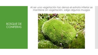 BOSQUE DE
CONIFERAS
Al ser una vegetación tan densa el estrato inferior se
mantiene sin vegetación, salgo algunos musgos
 