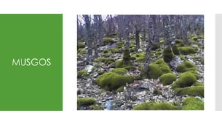 MUSGOS
 