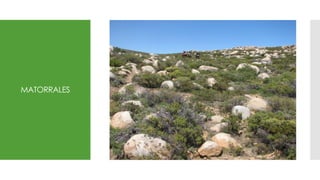 MATORRALES
 