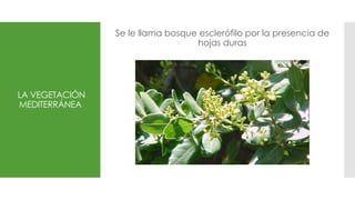 LA VEGETACIÓN
MEDITERRÁNEA
Se le llama bosque esclerófilo por la presencia de
hojas duras
 
