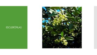 ESCLERÓFILAS
 