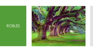 ROBLES
 