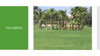 PALMERAS
 