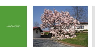 MAGNOLIAS
 