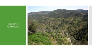 MAQUIS Y
GARRIGAS
 