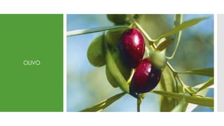 OLIVO
 