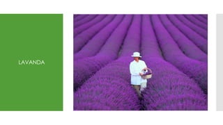 LAVANDA
 