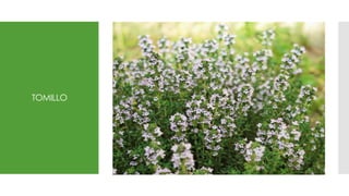 TOMILLO
 