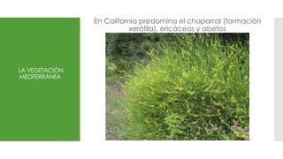 LA VEGETACIÓN
MEDITERRÁNEA
En California predomina el chaparral (formación
xerófila), ericáceas y abetos
 