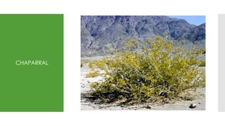 CHAPARRAL
 
