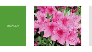 ERICÁCEAS
 