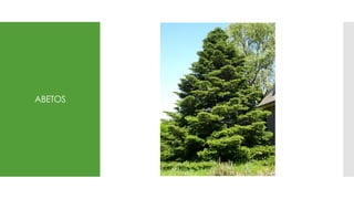 ABETOS
 