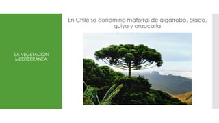 LA VEGETACIÓN
MEDITERRÁNEA
En Chile se denomina matorral de algarrobo, blado,
quiya y araucaria
 