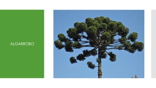 ALGARROBO
 