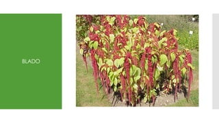 BLADO
 