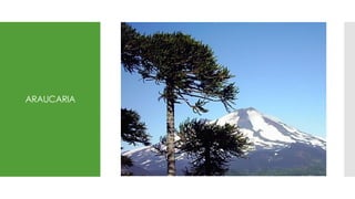 ARAUCARIA
 