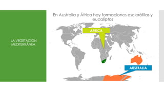 LA VEGETACIÓN
MEDITERRÁNEA
En Australia y África hay formaciones esclerófilas y
eucaliptos
AFRICA
AUSTRALIA
 