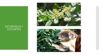 ESCLEROFILAS Y
EUCALIPTOS
 