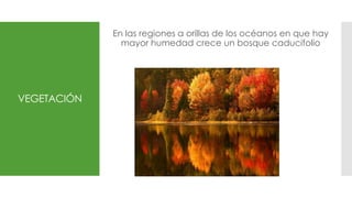 VEGETACIÓN
En las regiones a orillas de los océanos en que hay
mayor humedad crece un bosque caducifolio
 