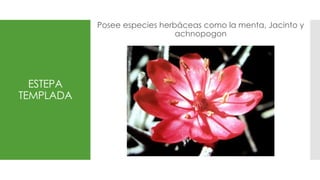 ESTEPA
TEMPLADA
Posee especies herbáceas como la menta, Jacinto y
achnopogon
 