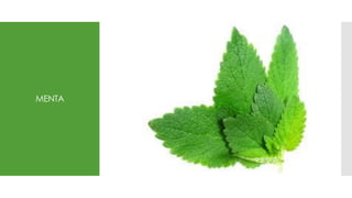 MENTA
 