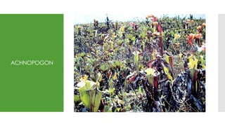ACHNOPOGON
 