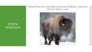 ESTEPA
TEMPLADA
Predominan los animales como los antílopes, bisontes,
ciervos, lobos y osos
 