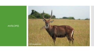 ANTILOPES
 
