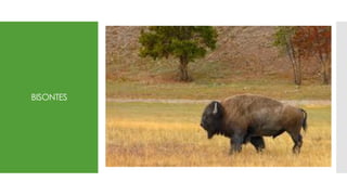 BISONTES
 