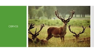 CIERVOS
 