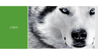 LOBOS
 