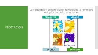 VEGETACIÓN
La vegetación en la regiones templadas se tiene que
adaptar a cuatro estaciones
VERANOPRIMAVERA
INVIERNOOTOÑO
 