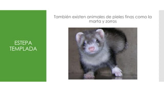 ESTEPA
TEMPLADA
También existen animales de pieles finas como la
marta y zorros
 