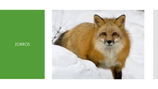 ZORROS
 