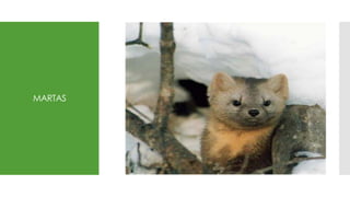 MARTAS
 