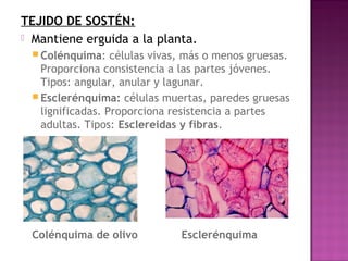 TEJIDO DE SOSTÉN:
 Mantiene erguida a la planta.
  Colénquima:    células vivas, más o menos gruesas.
   Proporciona consistencia a las partes jóvenes.
   Tipos: angular, anular y lagunar.
  Esclerénquima: células muertas, paredes gruesas
   lignificadas. Proporciona resistencia a partes
   adultas. Tipos: Esclereidas y fibras.

 




 Colénquima de olivo           Esclerénquima
 