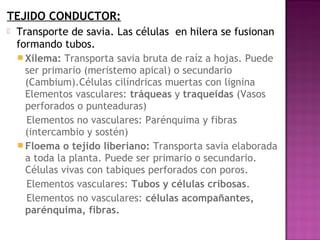 TEJIDO CONDUCTOR:
   Transporte de savia. Las células en hilera se fusionan
    formando tubos.
     Xilema: Transporta savia bruta de raíz a hojas. Puede
      ser primario (meristemo apical) o secundario
      (Cambium).Células cilíndricas muertas con lignina
      Elementos vasculares: tráqueas y traqueidas (Vasos
      perforados o punteaduras)
      Elementos no vasculares: Parénquima y fibras
      (intercambio y sostén)
     Floema o tejido liberiano: Transporta savia elaborada
      a toda la planta. Puede ser primario o secundario.
      Células vivas con tabiques perforados con poros.
      Elementos vasculares: Tubos y células cribosas.
      Elementos no vasculares: células acompañantes,
      parénquima, fibras.
 