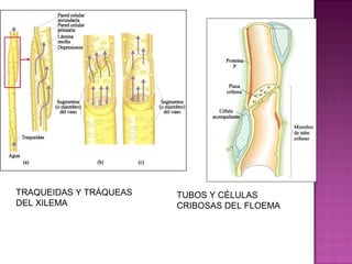 TRAQUEIDAS Y TRÁQUEAS   TUBOS Y CÉLULAS
DEL XILEMA              CRIBOSAS DEL FLOEMA
 