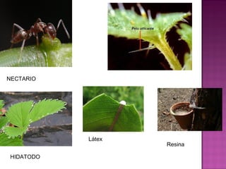 NECTARIO




           Látex
                   Resina

HIDATODO
 