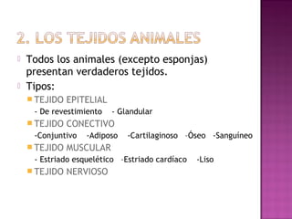    Todos los animales (excepto esponjas)
    presentan verdaderos tejidos.
   Tipos:
     TEJIDO   EPITELIAL
     - De revestimiento    - Glandular
     TEJIDO   CONECTIVO
     -Conjuntivo   -Adiposo    -Cartilaginoso –Óseo -Sanguíneo
     TEJIDO   MUSCULAR
     - Estriado esquelético –Estriado cardíaco   -Liso
     TEJIDO   NERVIOSO
 