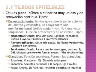    Células plana, cúbica o cilíndrica muy unidas y de
    renovación continua.Tipos:
     Derevestimiento: lámina que cubre la parte externa
     del cuerpo y cavidades. Se apoya sobre una
     membrana basal (tejido conjuntivo). No tiene vasos
     sanguíneos. Función protectora y de absorción. Tipos:
        Monoestratificados: Una sola capa. Ej:Planoendotelio,
         Cúbico ovario, Cilíndrico microvellosidades
        Pluriestratificados: Dos o más capas. Ej: Planasepidermis,
          Cúbico conjuntiva.
        Seudoestratificado: Parece que forman capas, pero no. Ej:
         Cél. ciliadas calciformes forman mucus. (Vías respiratorias)
     Glandular:    Función secretora. Forman las glándulas.
        Exocrinas: Al exterior. Ej: Glándula sudorípara.
        Endocrina: Secretan hormonas a la sangre. Ej: Tiroides.
        Mixto: Ambos. Ej: Páncreas.(enzimas digestivas e insulina)
 