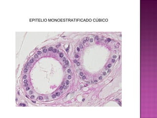 EPITELIO MONOESTRATIFICADO CÚBICO
 