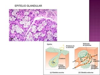 EPITELIO GLANDULAR
 